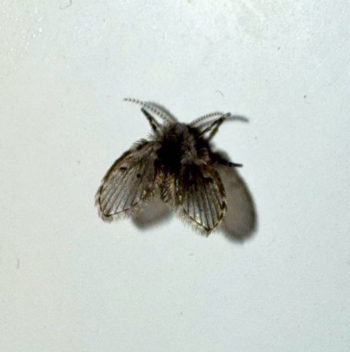 Unknown species found near Clarke Dr, Athens, GA, US