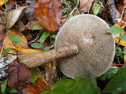 Suillus viscidus