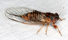 Popplepsalta notialis