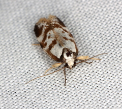 Palimmeces variegata