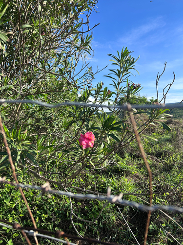 oleander