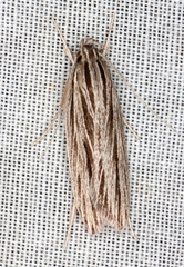 Leistarcha scitissimella