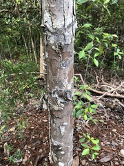Dacrydium pectinatum