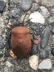 Coridius