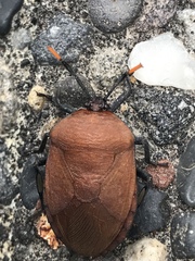 Coridius