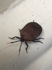 Coridius