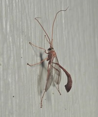 Enicospilus americanus-complex