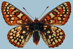 Euphydryas anicia wecoeut