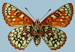 Euphydryas anicia wecoeut