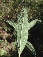 Aldama hypochlora