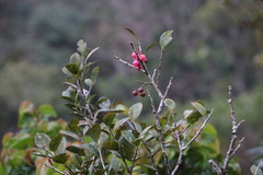 Vaccinium leschenaultii