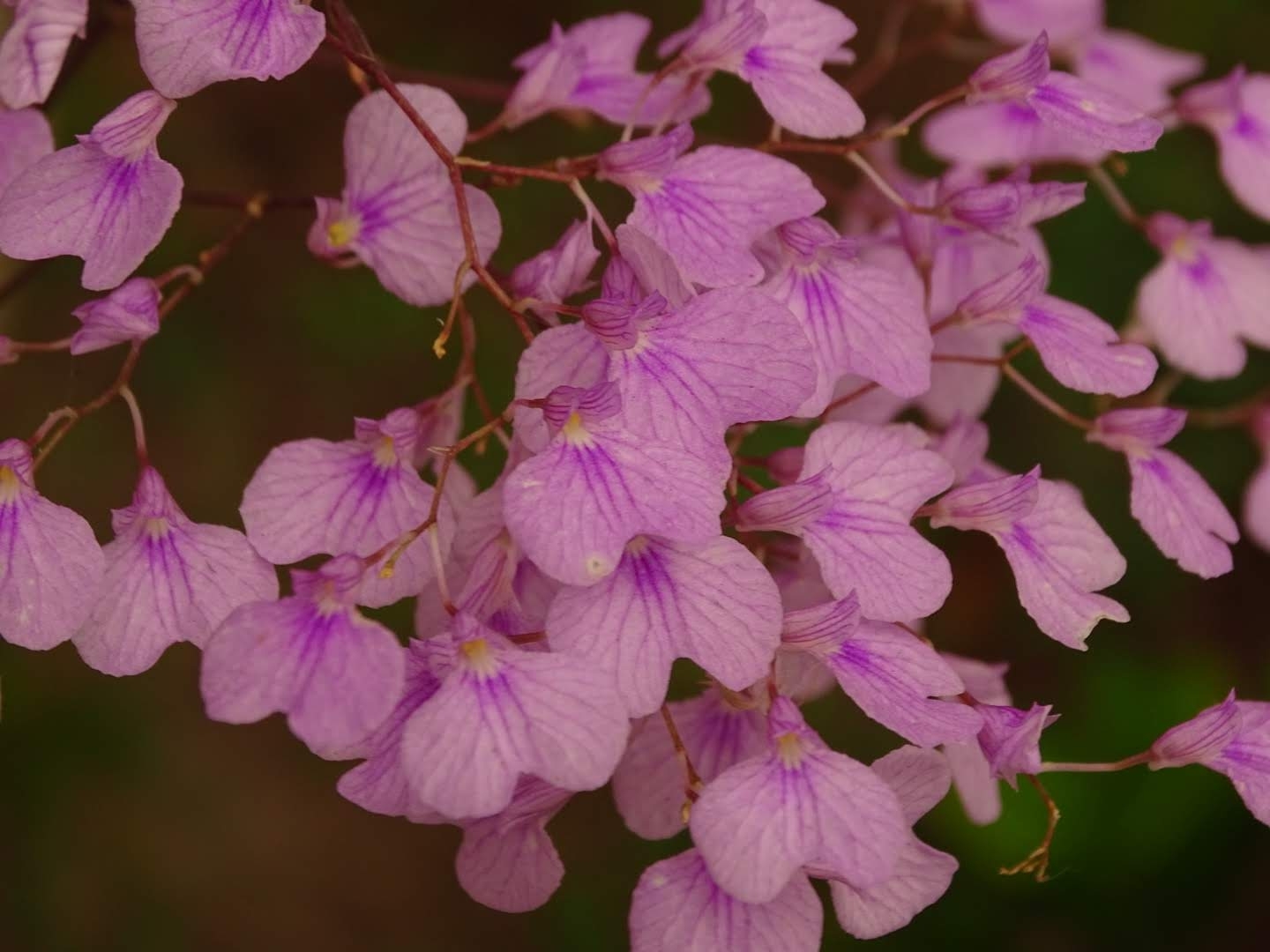 Ionopsis utricularioides