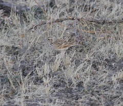 Mirafra erythroptera