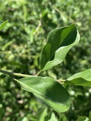 Ehretia rigida nervifolia
