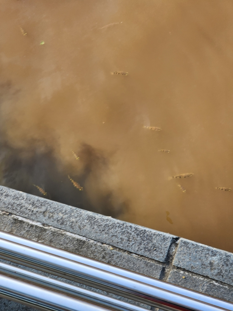 Seven-spot Archerfish (Toxotes chatareus)