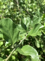 Ehretia rigida nervifolia