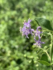 Ehretia rigida nervifolia