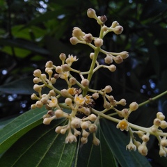 Cinnamomum iners
