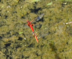 Aethriamanta circumsignata