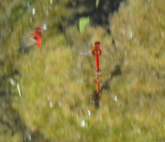 Aethriamanta circumsignata