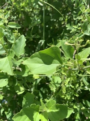 Commicarpus plumbagineus