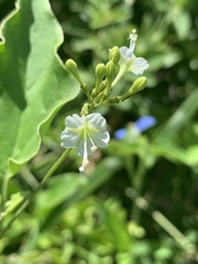 Commicarpus plumbagineus