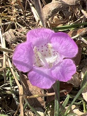 Agalinis strictifolia, photograph author not stated, no rights reserved