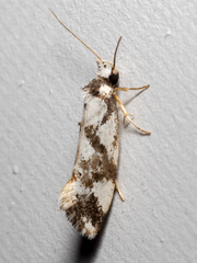 Machetis aphrobola