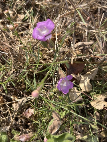 stiffleaf false foxglove (Agalinis strictifolia)