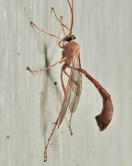 Enicospilus americanus-complex