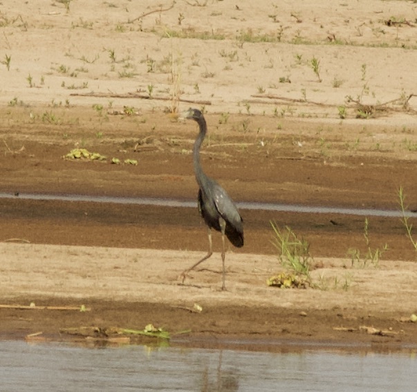 Humblot's Heron (Ardea humbloti), photo 8