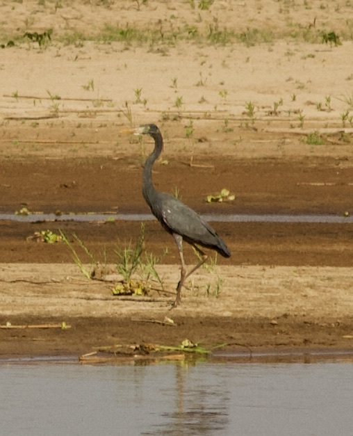 Humblot's Heron (Ardea humbloti), photo 9