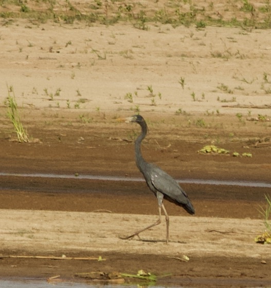 Humblot's Heron (Ardea humbloti), photo 10