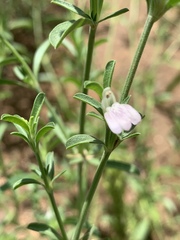 Justicia divaricata