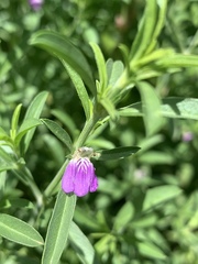 Justicia divaricata