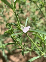 Justicia divaricata