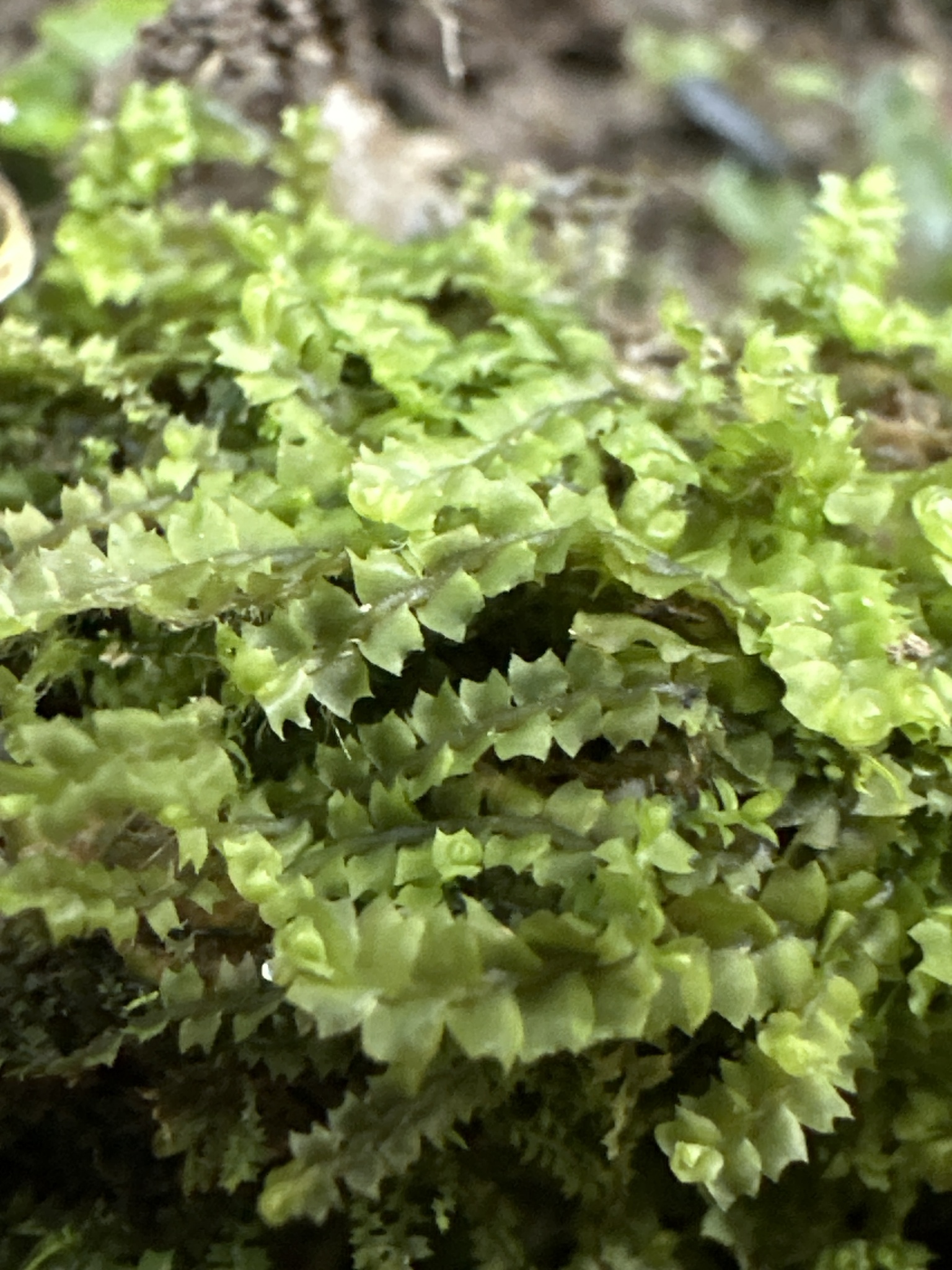 Mesoptychia collaris