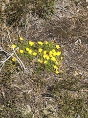 Hibbertia procumbens