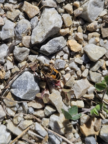 Unknown species found near East Germantown, Philadelphia, PA, USA