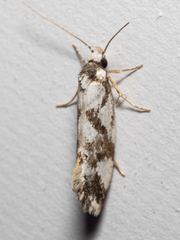 Machetis aphrobola