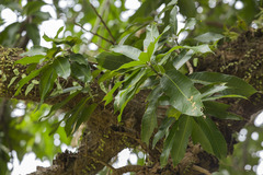 Anacardiaceae