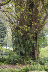 Ficus superba