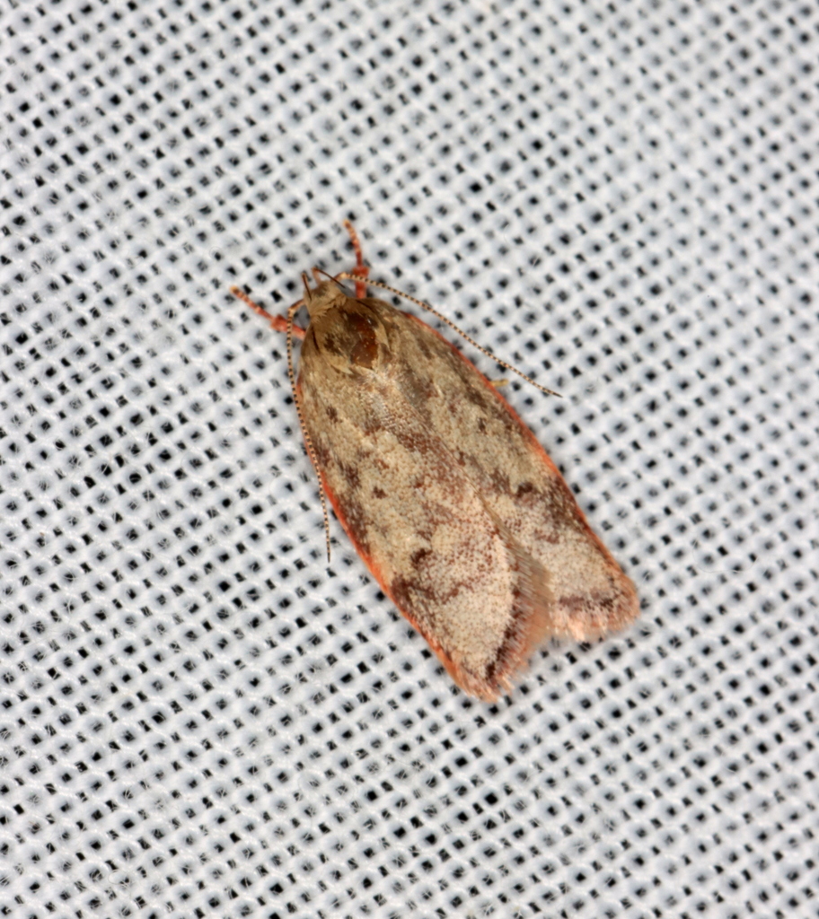 Oligoloba severa