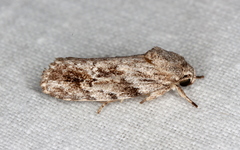Agriophara confertella