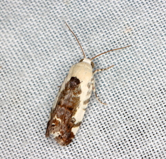 Acontia nivipicta
