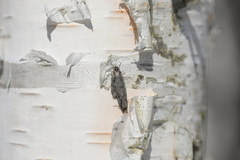 Semioscopis avellanella