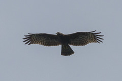 Pernis ptilorhynchus orientalis