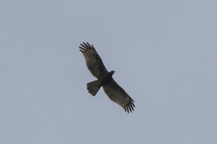Pernis ptilorhynchus orientalis