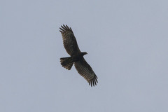 Pernis ptilorhynchus orientalis