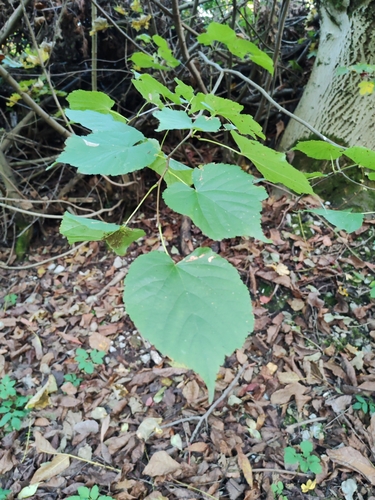 Common Lime (Tilia ×)